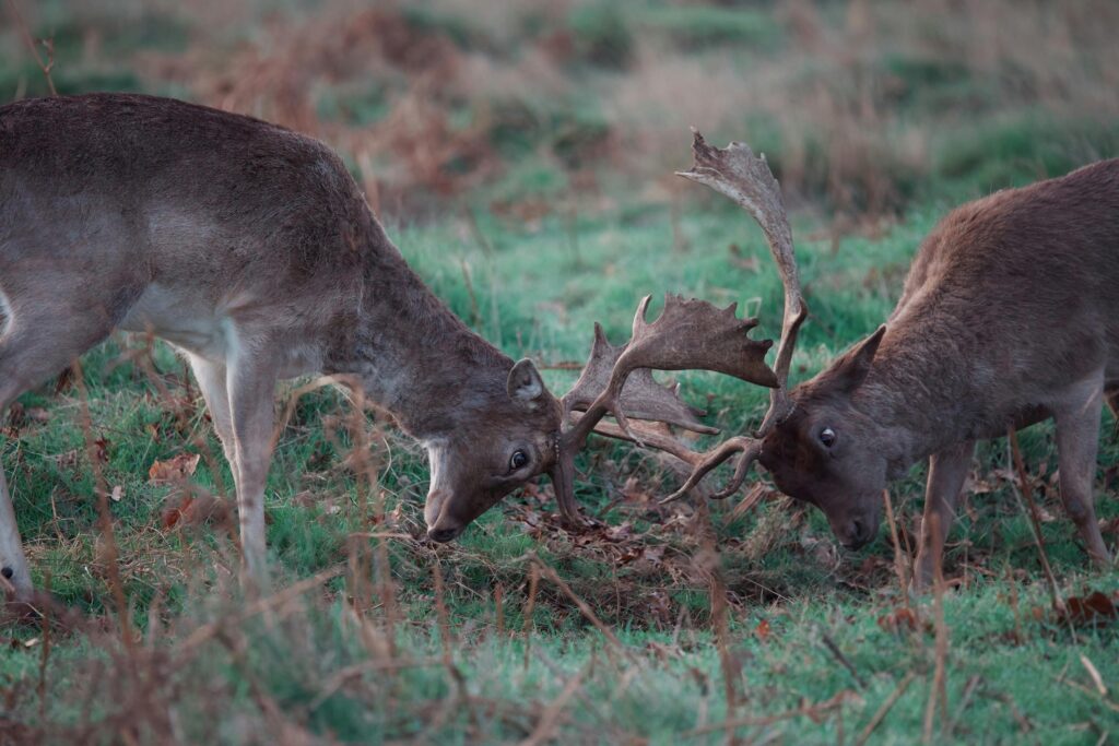 Two male fallow deer locking antlers in an open field, displaying dominance.
