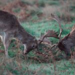 Two male fallow deer locking antlers in an open field, displaying dominance.